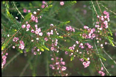 APII jpeg image of Thryptomene saxicola 'Mingenew'  © contact APII