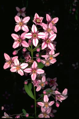 APII jpeg image of Boronia fastigiata  © contact APII