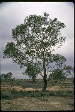 APII jpeg image of Eucalyptus gillii  © contact APII