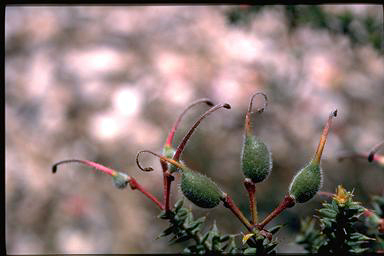 APII jpeg image of Grevillea asteriscosa  © contact APII