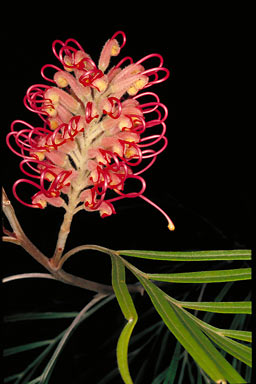 APII jpeg image of Grevillea banksii  © contact APII