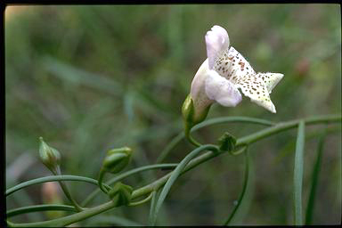 APII jpeg image of Eremophila bignoniiflora x polyclada  © contact APII