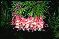 Grevillea 'Rosy Posy' - click for larger image