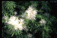 Melaleuca 'Sea Foam' - click for larger image