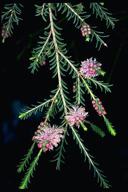 APII jpeg image of Melaleuca decussata  © contact APII