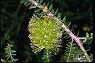 Melaleuca diosmifolia