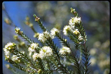 APII jpeg image of Melaleuca halmaturorum  © contact APII