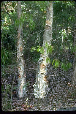 APII jpeg image of Melaleuca leucadendra  © contact APII