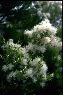 APII jpeg image of Melaleuca linariifolia  © contact APII