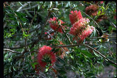 APII jpeg image of Melaleuca macronychia subsp. macronychia  © contact APII