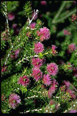 APII jpeg image of Melaleuca squamea  © contact APII