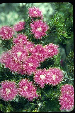 APII jpeg image of Melaleuca trichophylla  © contact APII