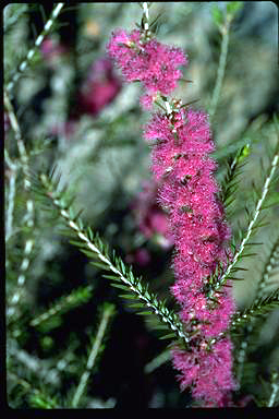 APII jpeg image of Melaleuca wilsonii  © contact APII