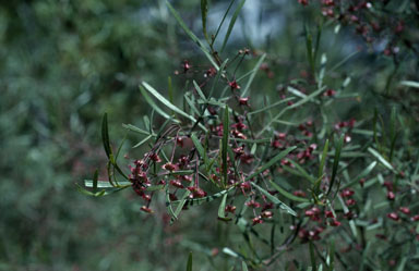 APII jpeg image of Dodonaea heteromorpha  © contact APII