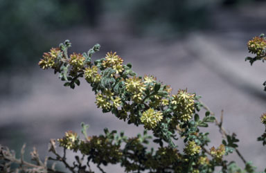 APII jpeg image of Dodonaea pinnata  © contact APII