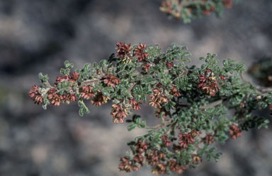 APII jpeg image of Dodonaea pinnata  © contact APII