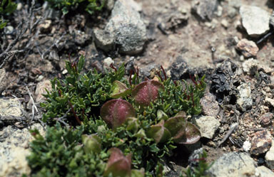 APII jpeg image of Dodonaea procumbens  © contact APII