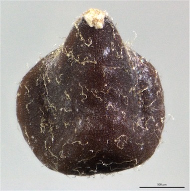 APII jpeg image of Sida fibulifera  © contact APII