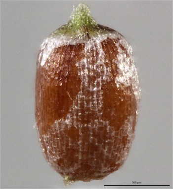 APII jpeg image of Eragrostis eriopoda  © contact APII