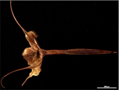APII jpeg image of Calytrix tetragona  © contact APII