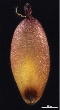 APII jpeg image of Cymbopogon bombycinus  © contact APII