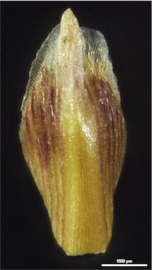 APII jpeg image of Isolepis marginata  © contact APII