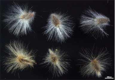 APII jpeg image of Isopogon anemonifolius  © contact APII