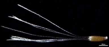 APII jpeg image of Podolepis gracilis  © contact APII