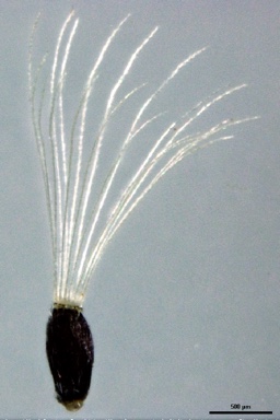 APII jpeg image of Pterocaulon sphacelatum  © contact APII