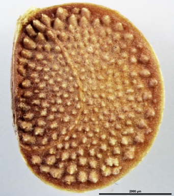 APII jpeg image of Trachymene glaucifolia  © contact APII