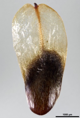 APII jpeg image of Allocasuarina brachystachya  © contact APII