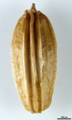 APII jpeg image of Aciphylla simplicifolia  © contact APII