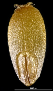 APII jpeg image of Deyeuxia brachyathera  © contact APII