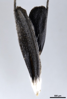 APII jpeg image of Chloris truncata  © contact APII