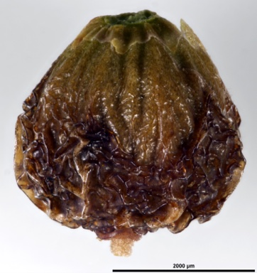 APII jpeg image of Leucopogon melaleucoides  © contact APII