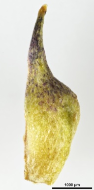 APII jpeg image of Ranunculus anemoneus  © contact APII