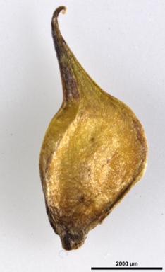 APII jpeg image of Ranunculus clivicola  © contact APII