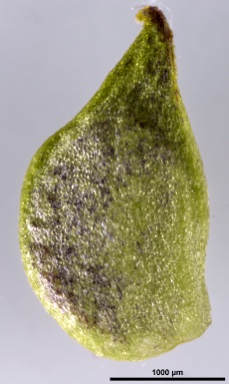 APII jpeg image of Ranunculus pimpinellifolius  © contact APII