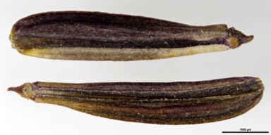 APII jpeg image of Oreomyrrhis ciliata  © contact APII
