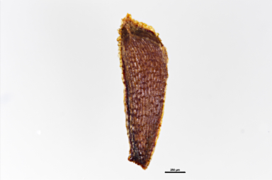 APII jpeg image of Calothamnus chrysanthereus  © contact APII