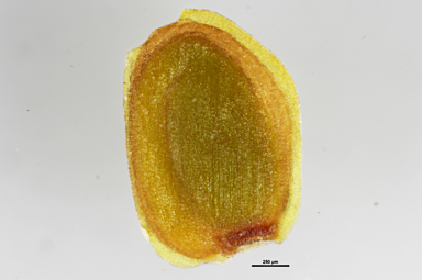 APII jpeg image of Cardamine tenuifolia  © contact APII