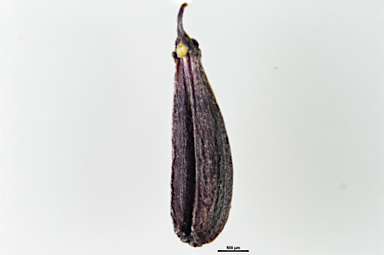 APII jpeg image of Chaerophyllum pulvinificum  © contact APII