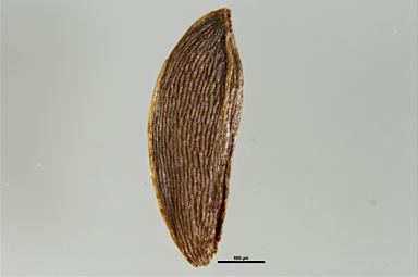 APII jpeg image of Calothamnus graniticus subsp. leptophyllus  © contact APII