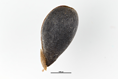 APII jpeg image of Pimelea ligustrina subsp. ciliata  © contact APII