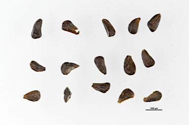 APII jpeg image of Pimelea linifolia subsp. linoides  © contact APII