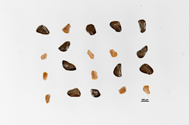 APII jpeg image of Melaleuca tuberculata var. tuberculata  © contact APII