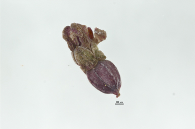 APII jpeg image of Gonocarpus micranthus subsp. micranthus  © contact APII