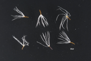 APII jpeg image of Leptorhynchos squamatus subsp. squamatus  © contact APII