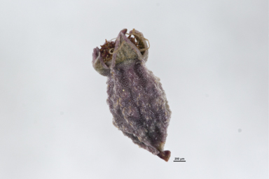 APII jpeg image of Gonocarpus tetragynus  © contact APII