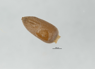 APII jpeg image of Rytidosperma pallidum  © contact APII